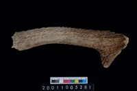 藏品(鹿角)的圖片