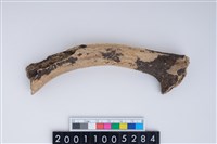 藏品(鹿角)的圖片