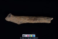 藏品(鹿角)的圖片