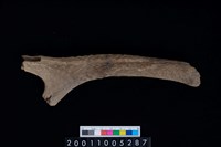 藏品(鹿角)的圖片