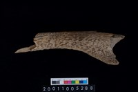 藏品(鹿角)的圖片