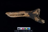 藏品(鹿角)的圖片