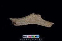 藏品(鹿角)的圖片