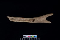 藏品(鹿角)的圖片