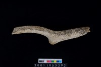 藏品(鹿角)的圖片