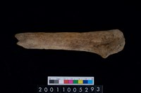 藏品(鹿角)的圖片