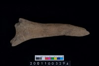 藏品(鹿角)的圖片