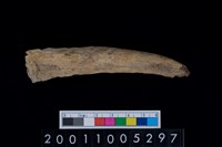 藏品(鹿角)的圖片