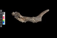 藏品(山羌角)的圖片