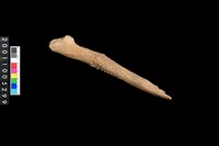 藏品(山羌角)的圖片