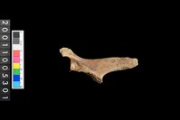 藏品(山羌角)的圖片