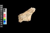 藏品(鹿頭骨)的圖片