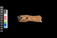 藏品(鹿下顎骨齒)的圖片