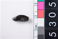 藏品(鹿骨)的圖片