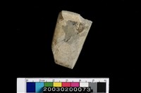 藏品(石錛)的圖片