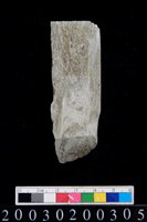 藏品(石錛)的圖片