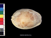 藏品(寶螺)的圖片