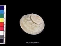 藏品(玉螺?)的圖片