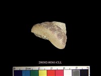 藏品(鐘螺)的圖片