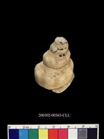 藏品(長旋螺?)的圖片