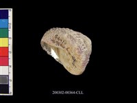 藏品(鐘螺)的圖片