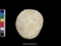 藏品(螺蓋)的圖片