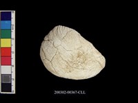 藏品(螺蓋)的圖片