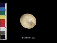 藏品(螺蓋)的圖片