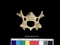 藏品(獸骨)的圖片