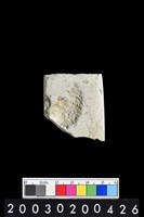 藏品(石錛)的圖片