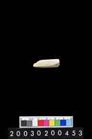 藏品(石錛)的圖片