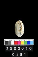 藏品(玉鏃)的圖片