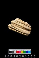 藏品(馬齒)的圖片