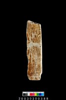 藏品(石錛)的圖片