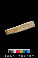 藏品(石錛)的圖片