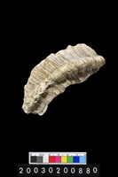 藏品(夜光蠑螺)的圖片