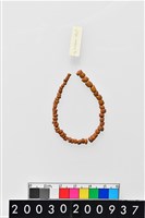 藏品(琉璃珠串)的圖片