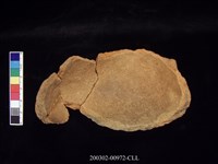 藏品(腹片)的圖片