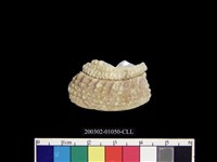 藏品(鐘螺)的圖片