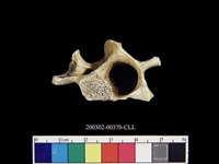 藏品(獸骨)的圖片