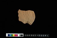 藏品(腹片)的圖片