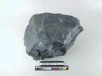 藏品(硬頁岩)的圖片