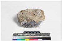 藏品(紫玉髓)的圖片