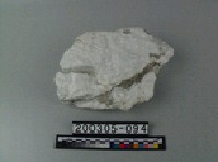 藏品(石膏)的圖片