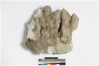 藏品(鐘乳石)的圖片