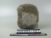 藏品(貝殼化石)的圖片