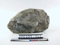 藏品(貝殼化石)的圖片