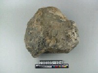 藏品(珊瑚化石)的圖片