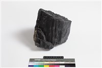 藏品(石化木)的圖片