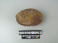 藏品(龜甲石)的圖片